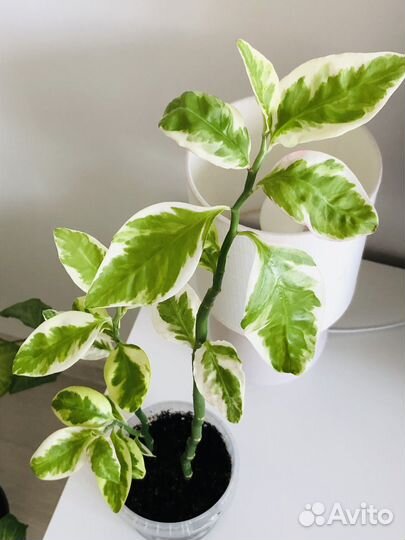 Педилантус вариегатный 50 см