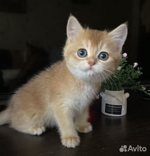 Британская кошечка