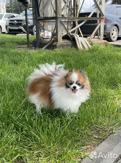 Шпиц померанец