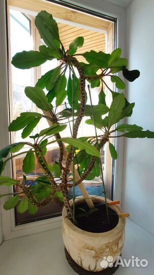 Комнатное растение