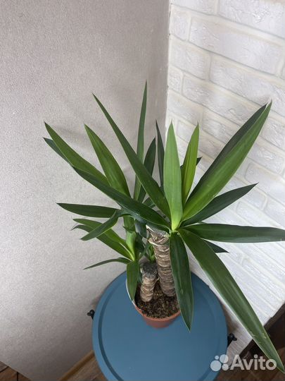 Пальма юкка 2 ствола комнатные цветы