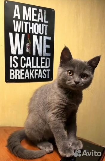 Британская кошка