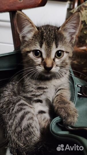 Котята в добрые руки бесплатно