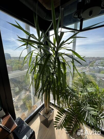 Пальма юкка высота более 2м