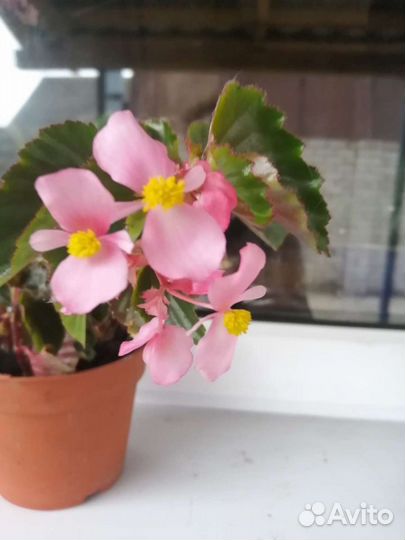 Герани, хавортии, бегонии