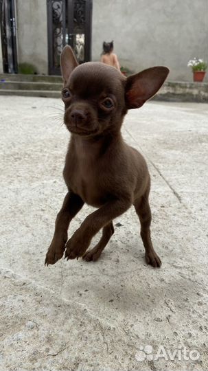 Щенок очень игривый, красивого коричневого цвета