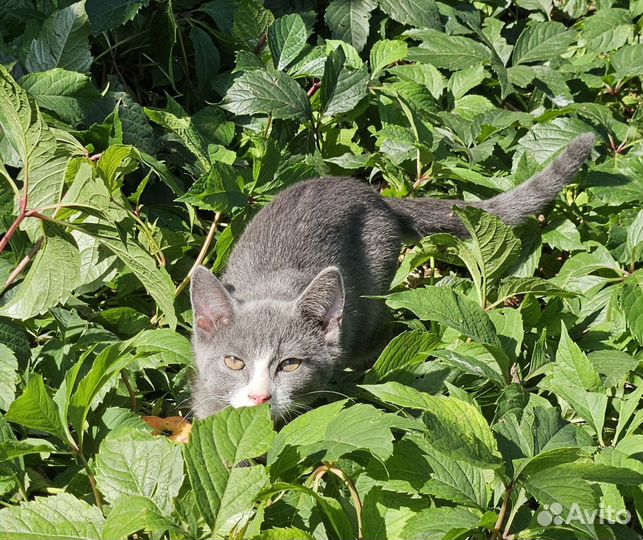 Кошечки 3 мес