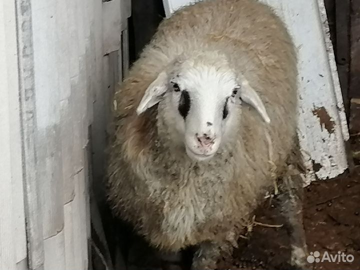 Овца, баран