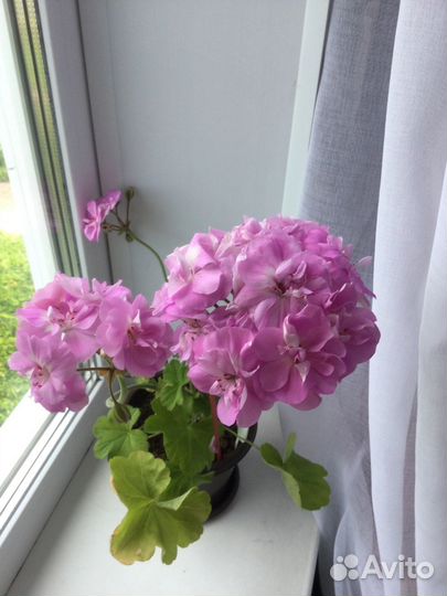 Герань пеларгония