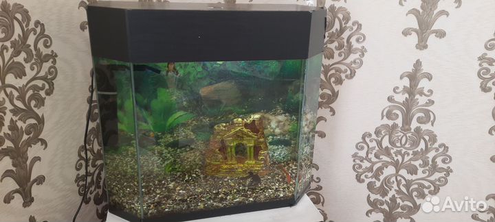 Аквариум с рыбками