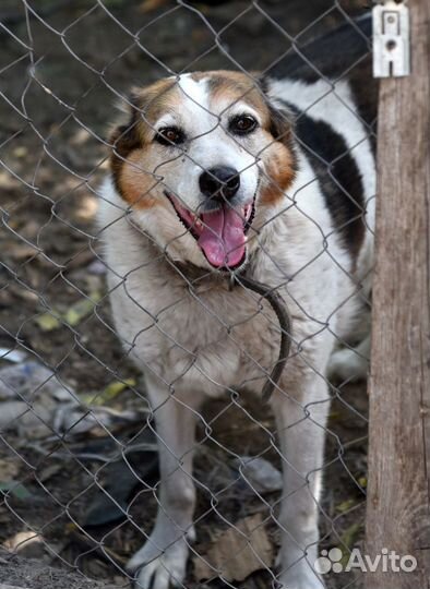 Лада ищет дом