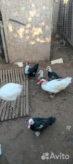 Индюшата и семья индоуток