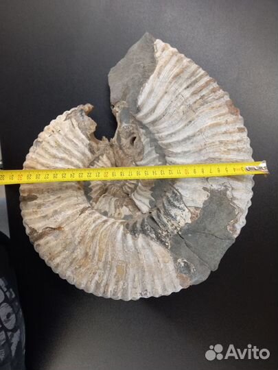 Окаменелость аммонита