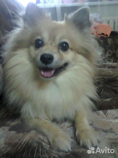 Пряду шерсть