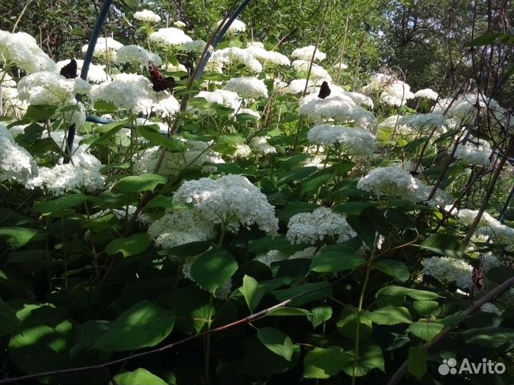 Отростки Гортензии Мяты Душицы Сныти-пёстрой