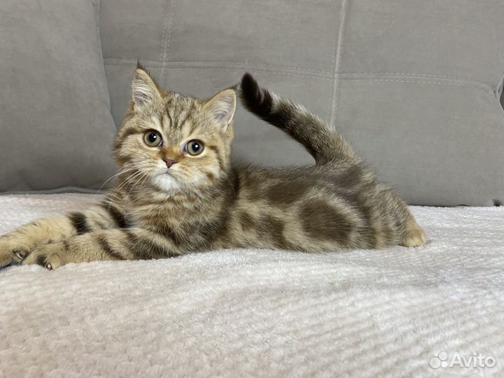 Британские котята