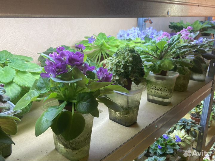 Фиалки мини, полу мини, стандарт