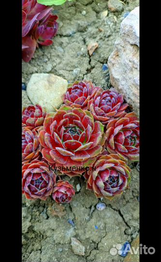 Набор каменных роз