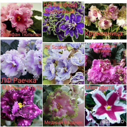 Сортовые фиалки