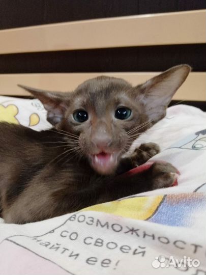 Ориентальные котята