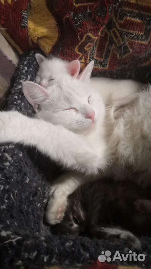 Котейки в добрые руки