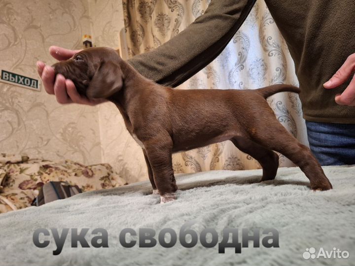 Щенки курцхаара