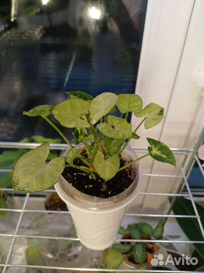 Сингониум Ангел бейби