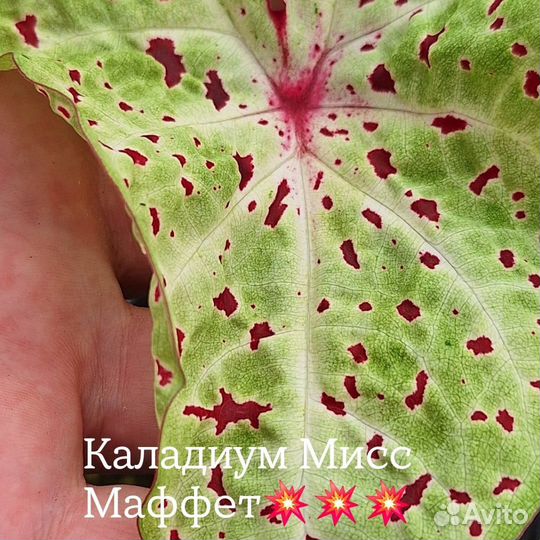 Пророщенные клубни