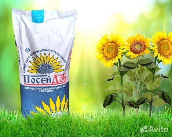 Семена подсолнечника