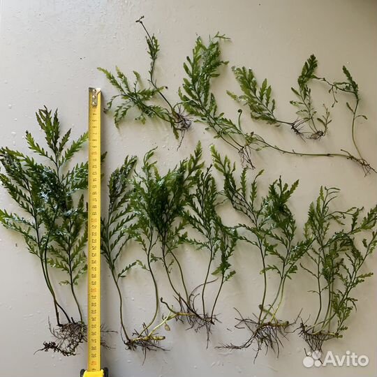 Больбитис Геделоти папороник прополка