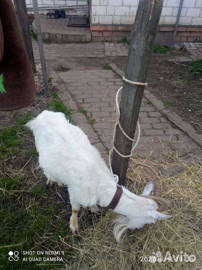 Дойные козы