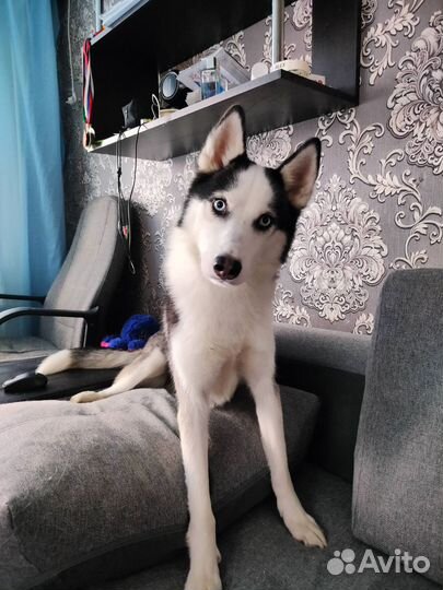 Передержка животных в домашних условиях