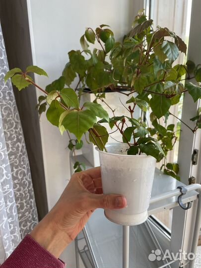 Циссус, березка, вьюн