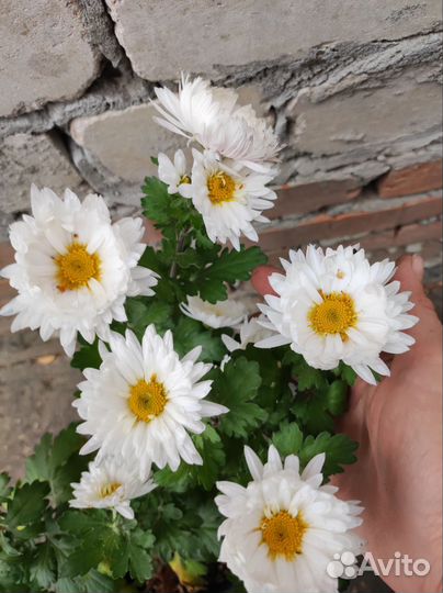 Хризантемы корейские