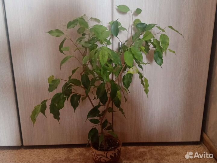 Фикус Ивалистный, Вайт марджин, ретуза гавайская