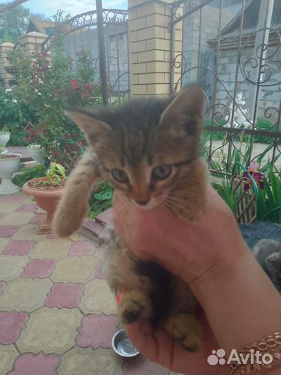 Котята в добрые руки бесплатно