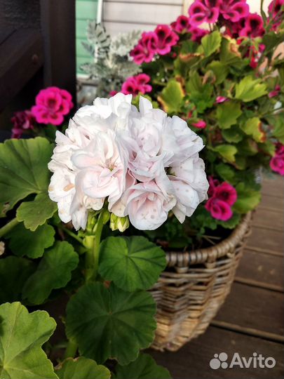 Герань сортовая