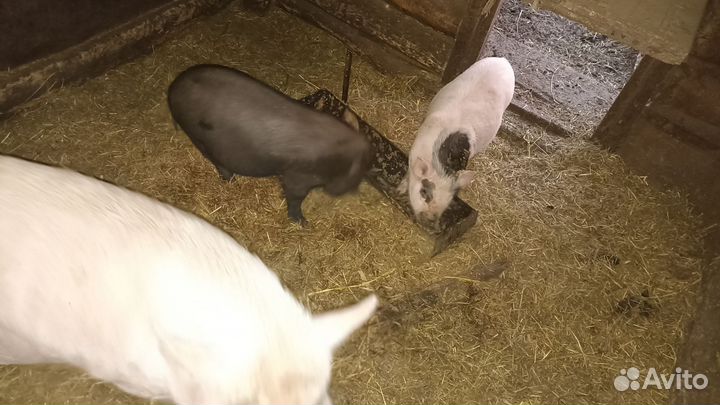 Вьетнамские поросята