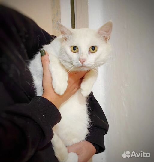 Котик в добрые руки