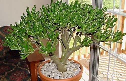 Комнатные растения