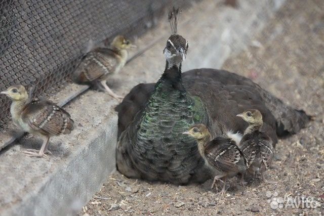 Павлины, павлинята