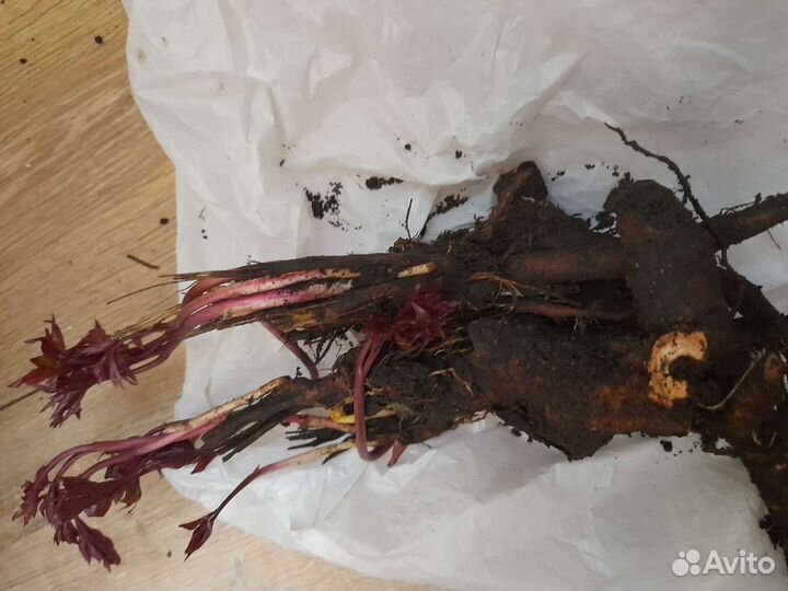 Пионы сорт канзас бордовые