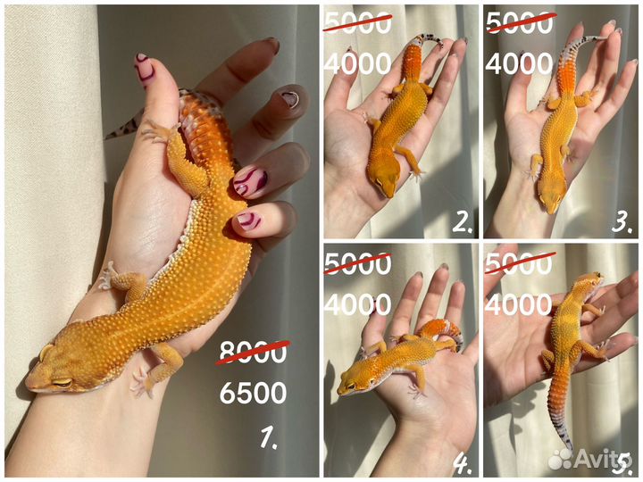 Скидки Ручные Эублефары 2023