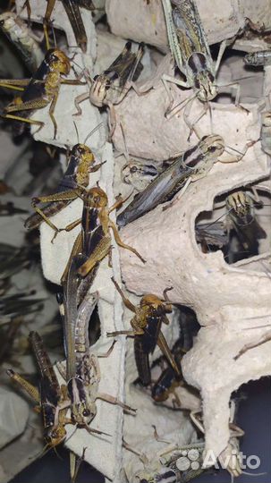 Кормовые насекомые Сверчок, Таракан, Зофобас и т.п