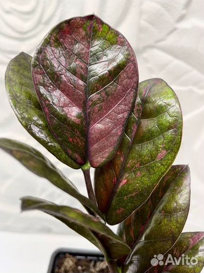 Озеленение и уход за вашими растениями