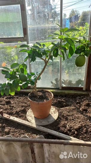 Лимонное дерево с плодами