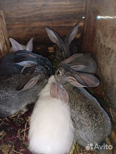 Кролики мясных пород