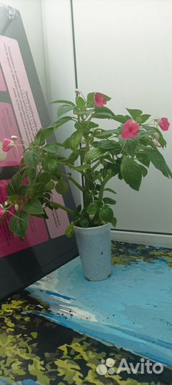 Бальзамин (ванька мокрый)