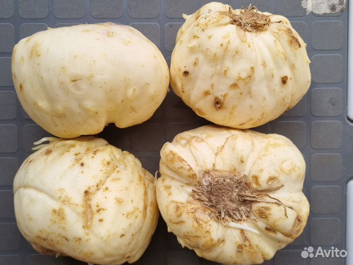 Рябчик императорский оранжевый