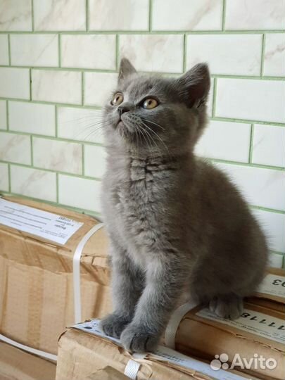 Шотландские котята классического голубого окраса